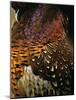 A Pheasant with Colourful Feathers-Nicolas Leser-Mounted Photographic Print