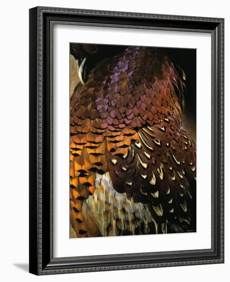 A Pheasant with Colourful Feathers-Nicolas Leser-Framed Photographic Print