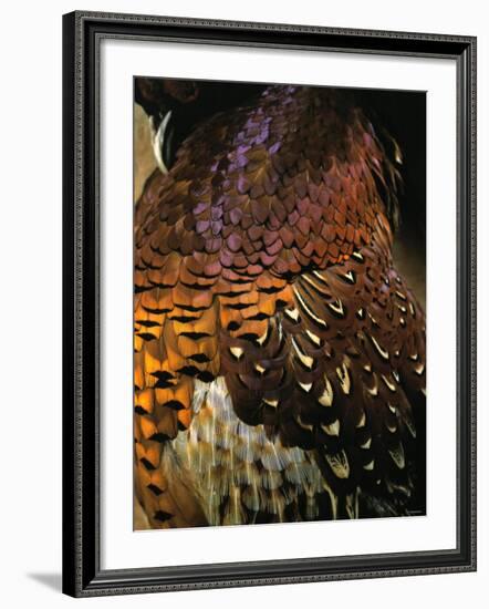 A Pheasant with Colourful Feathers-Nicolas Leser-Framed Photographic Print