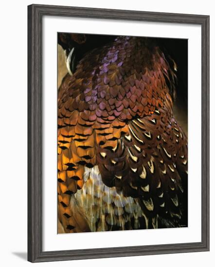 A Pheasant with Colourful Feathers-Nicolas Leser-Framed Photographic Print