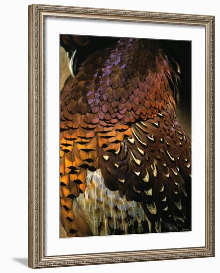 A Pheasant with Colourful Feathers-Nicolas Leser-Framed Photographic Print