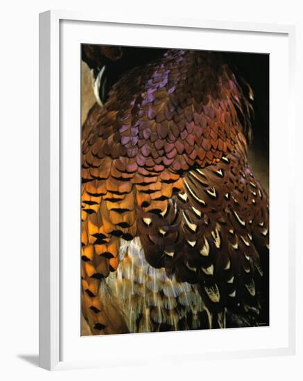 A Pheasant with Colourful Feathers-Nicolas Leser-Framed Photographic Print