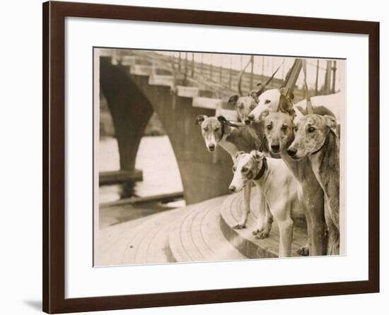 A Photograph of Six Greyhounds, Mainly their Heads, Taken at Wembley Stadium-null-Framed Photographic Print