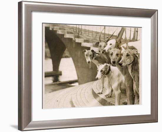 A Photograph of Six Greyhounds, Mainly their Heads, Taken at Wembley Stadium-null-Framed Photographic Print