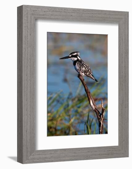 A pied kingfisher, Ceryle Rudis, perched at the river side. Chobe River, Kasane, Botswana.-Sergio Pitamitz-Framed Photographic Print