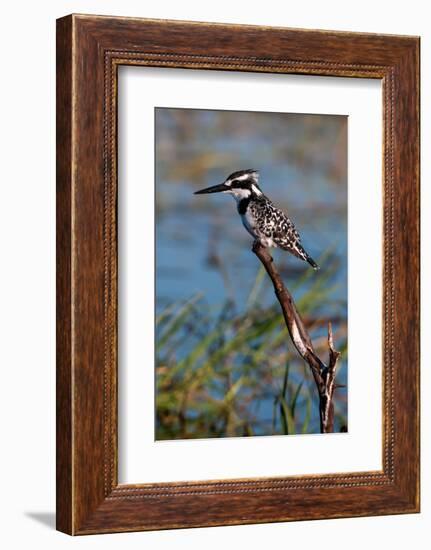 A pied kingfisher, Ceryle Rudis, perched at the river side. Chobe River, Kasane, Botswana.-Sergio Pitamitz-Framed Photographic Print