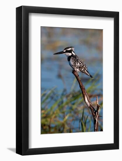 A pied kingfisher, Ceryle Rudis, perched at the river side. Chobe River, Kasane, Botswana.-Sergio Pitamitz-Framed Photographic Print