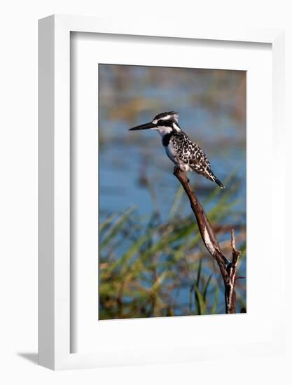 A pied kingfisher, Ceryle Rudis, perched at the river side. Chobe River, Kasane, Botswana.-Sergio Pitamitz-Framed Photographic Print