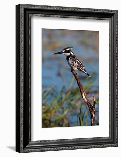 A pied kingfisher, Ceryle Rudis, perched at the river side. Chobe River, Kasane, Botswana.-Sergio Pitamitz-Framed Photographic Print