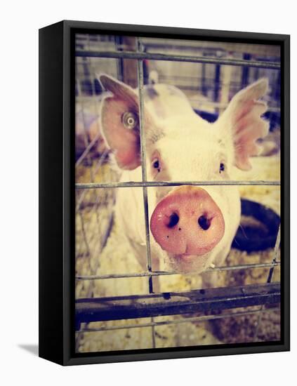 A Pig at a Local Fair-graphicphoto-Framed Premier Image Canvas