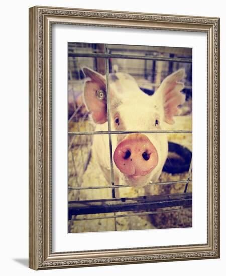 A Pig at a Local Fair-graphicphoto-Framed Photographic Print