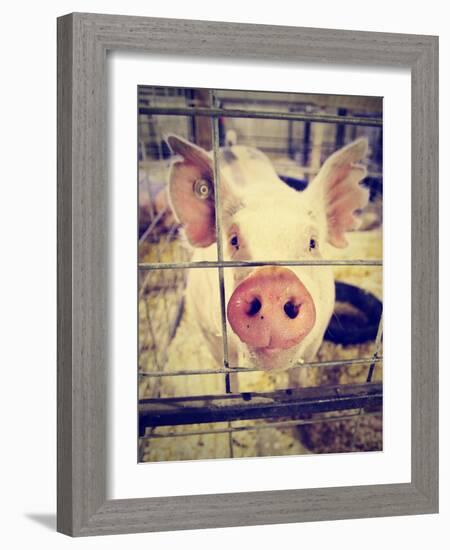 A Pig at a Local Fair-graphicphoto-Framed Photographic Print