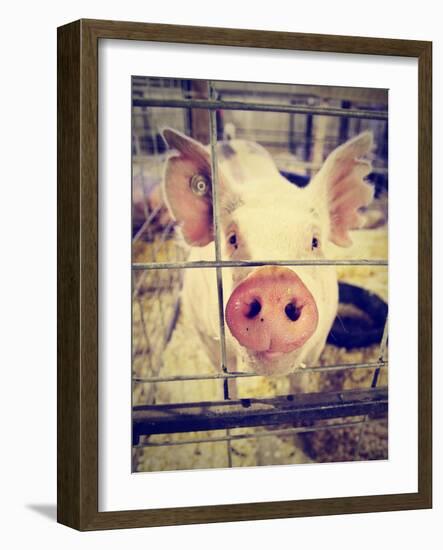 A Pig at a Local Fair-graphicphoto-Framed Photographic Print