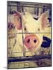 A Pig at a Local Fair-graphicphoto-Mounted Photographic Print