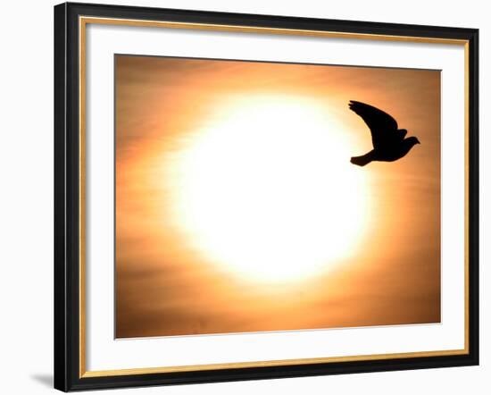 A Pigeon Flies at Sunrise Near the Bulgarian Black Sea Town of Varna-null-Framed Photographic Print