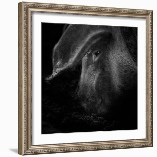 A Piggy Thing-Ruud Peters-Framed Photographic Print