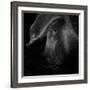 A Piggy Thing-Ruud Peters-Framed Photographic Print