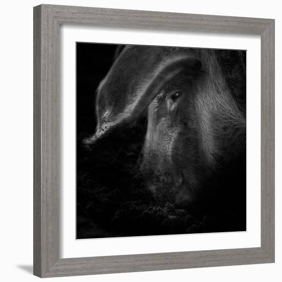 A Piggy Thing-Ruud Peters-Framed Photographic Print