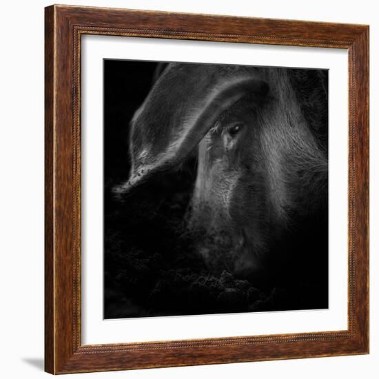 A Piggy Thing-Ruud Peters-Framed Photographic Print