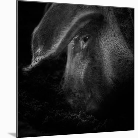 A Piggy Thing-Ruud Peters-Mounted Photographic Print