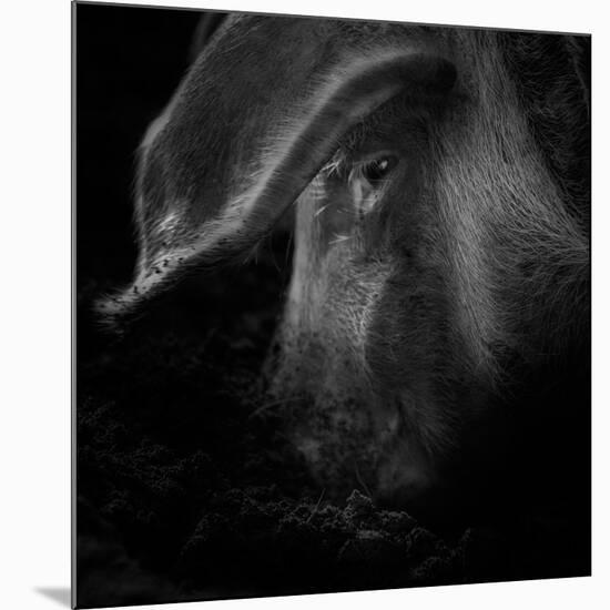 A Piggy Thing-Ruud Peters-Mounted Photographic Print