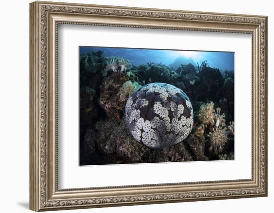 A Pin Cushion Starfish Clings to a Coral Reef-Stocktrek Images-Framed Photographic Print