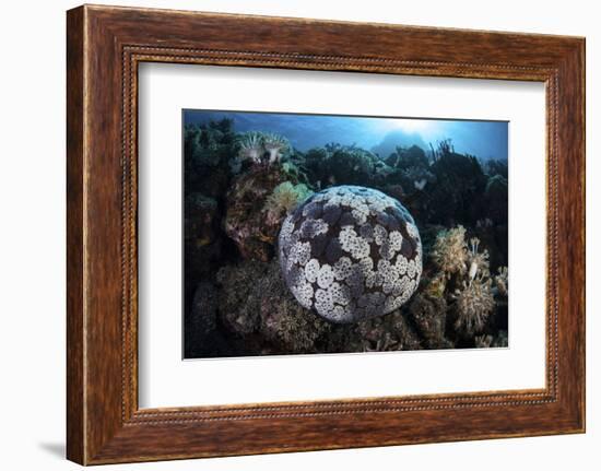 A Pin Cushion Starfish Clings to a Coral Reef-Stocktrek Images-Framed Photographic Print