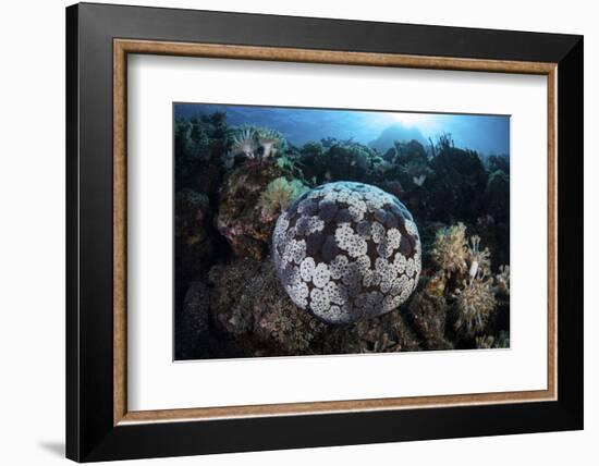 A Pin Cushion Starfish Clings to a Coral Reef-Stocktrek Images-Framed Photographic Print