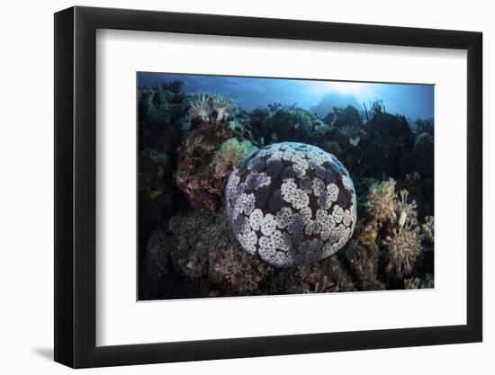 A Pin Cushion Starfish Clings to a Coral Reef-Stocktrek Images-Framed Photographic Print