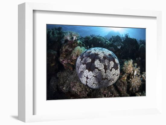 A Pin Cushion Starfish Clings to a Coral Reef-Stocktrek Images-Framed Photographic Print