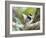 A Pin-Tailed Manakin Perches on a Tree Branch in the Atlantic Rainforest-Alex Saberi-Framed Photographic Print