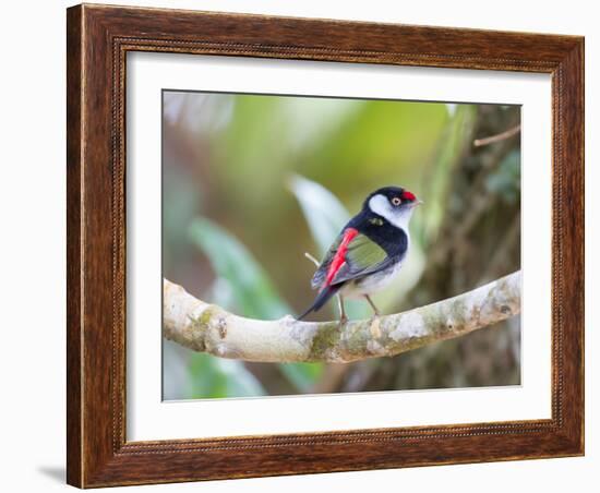 A Pin-Tailed Manakin Perches on a Tree Branch in the Atlantic Rainforest-Alex Saberi-Framed Photographic Print