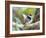 A Pin-Tailed Manakin Perches on a Tree Branch in the Atlantic Rainforest-Alex Saberi-Framed Photographic Print