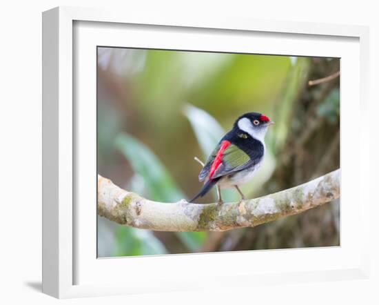 A Pin-Tailed Manakin Perches on a Tree Branch in the Atlantic Rainforest-Alex Saberi-Framed Photographic Print