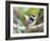 A Pin-Tailed Manakin Perches on a Tree Branch in the Atlantic Rainforest-Alex Saberi-Framed Photographic Print