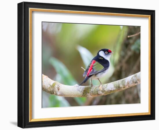 A Pin-Tailed Manakin Perches on a Tree Branch in the Atlantic Rainforest-Alex Saberi-Framed Photographic Print