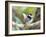 A Pin-Tailed Manakin Perches on a Tree Branch in the Atlantic Rainforest-Alex Saberi-Framed Photographic Print