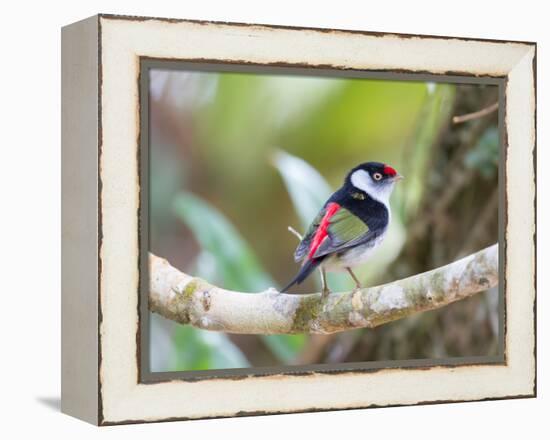 A Pin-Tailed Manakin Perches on a Tree Branch in the Atlantic Rainforest-Alex Saberi-Framed Premier Image Canvas