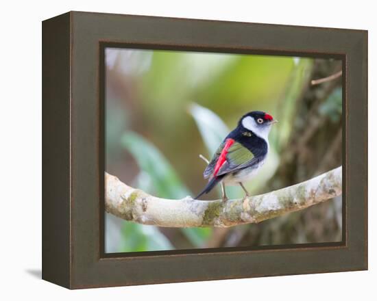 A Pin-Tailed Manakin Perches on a Tree Branch in the Atlantic Rainforest-Alex Saberi-Framed Premier Image Canvas