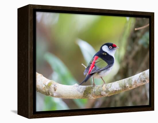 A Pin-Tailed Manakin Perches on a Tree Branch in the Atlantic Rainforest-Alex Saberi-Framed Premier Image Canvas