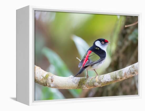 A Pin-Tailed Manakin Perches on a Tree Branch in the Atlantic Rainforest-Alex Saberi-Framed Premier Image Canvas