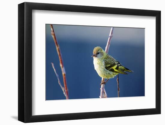 A Pine Sisken, Male-Richard Wright-Framed Photographic Print