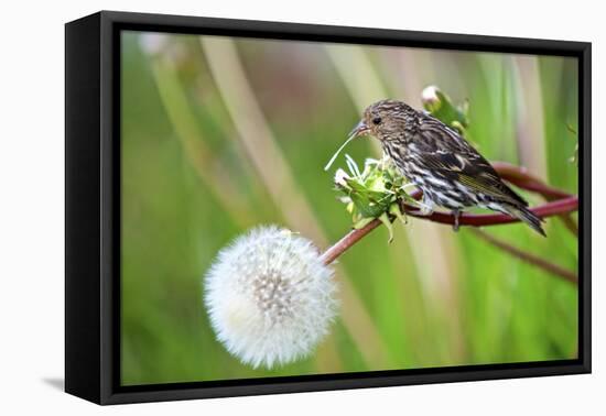 A Pine Siskin, Carduelis Pinus, Pecks Seeds from a Dandelion-Richard Wright-Framed Premier Image Canvas