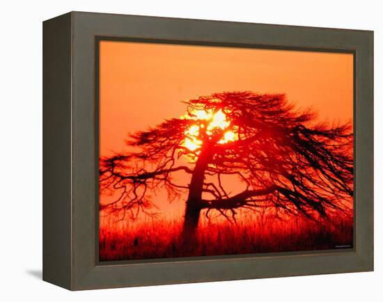 A Pine Tree and Sunrise-null-Framed Premier Image Canvas