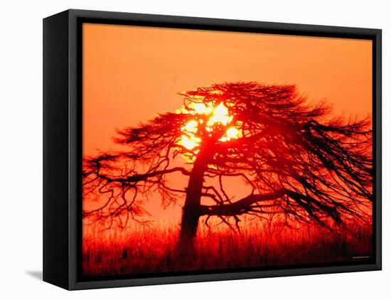 A Pine Tree and Sunrise-null-Framed Premier Image Canvas