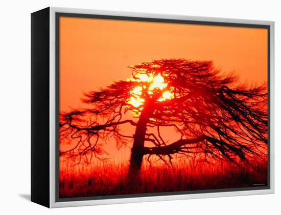 A Pine Tree and Sunrise-null-Framed Premier Image Canvas