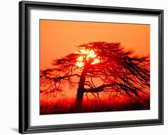 A Pine Tree and Sunrise-null-Framed Photographic Print