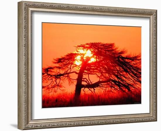 A Pine Tree and Sunrise-null-Framed Photographic Print