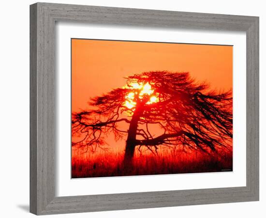 A Pine Tree and Sunrise-null-Framed Photographic Print