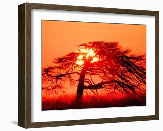 A Pine Tree and Sunrise-null-Framed Photographic Print